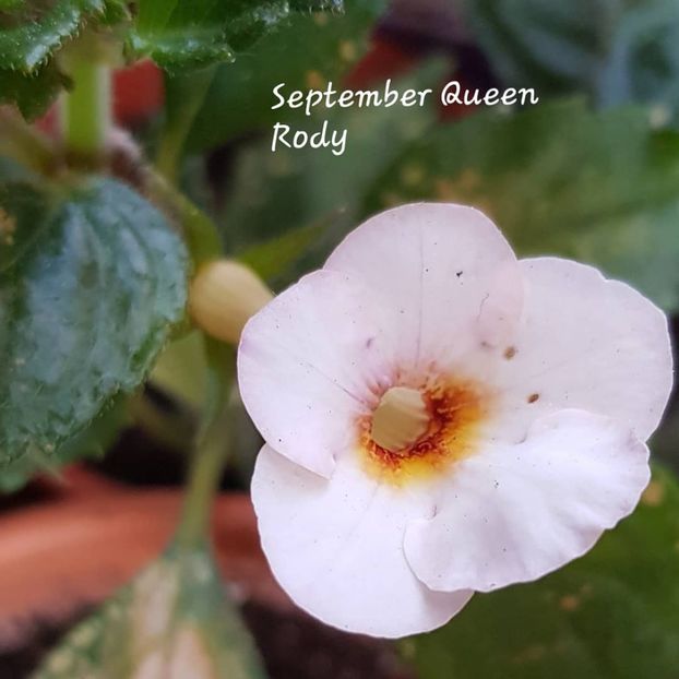 September Queen - Achimenes