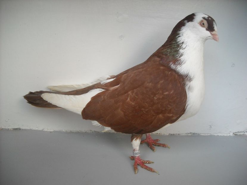  - PORUMBEI CARE MI AU APARTINUT