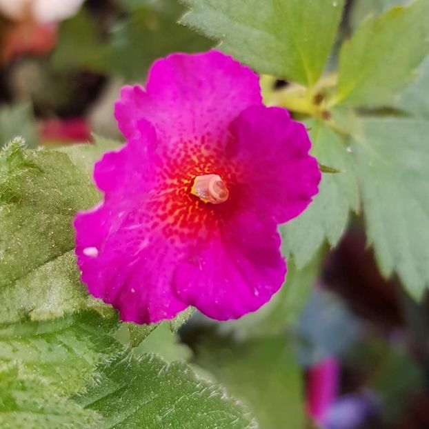 Vienese Romance - Achimenes