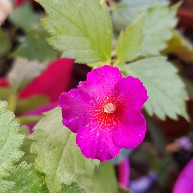 Vienese Romance - Achimenes