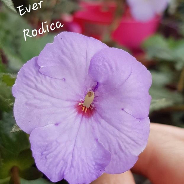 Ever - Achimenes