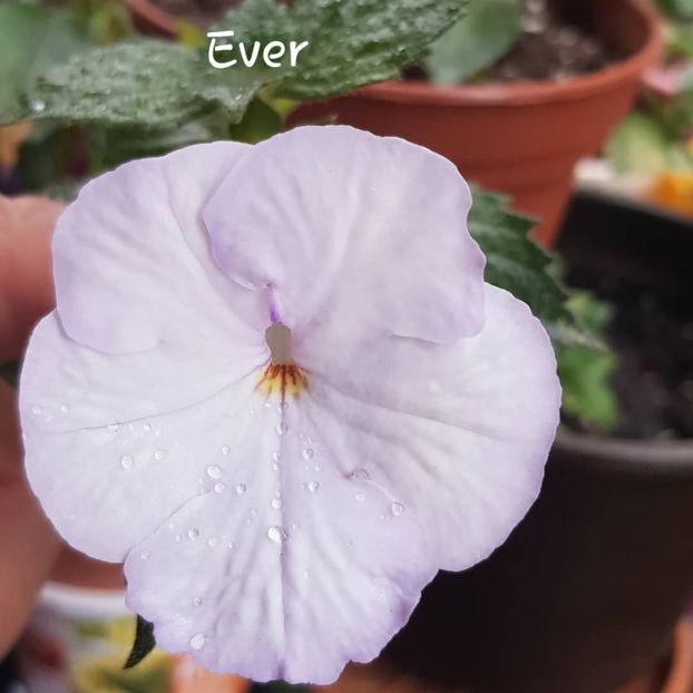 Ever,prima înflorire. - Achimenes