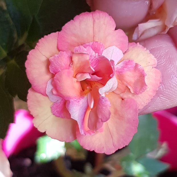 Giselle - Achimenes