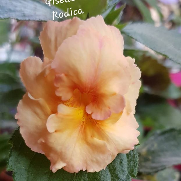 Giselle - Achimenes