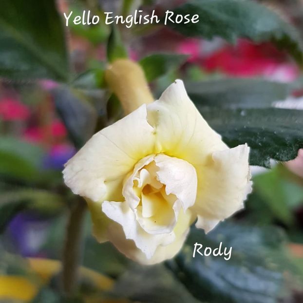 Yello English Rose - Achimenes