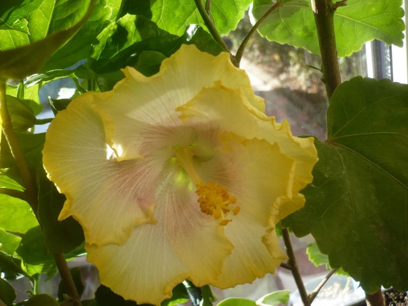 14.10.2018 - HIBISCUSI 2018-4