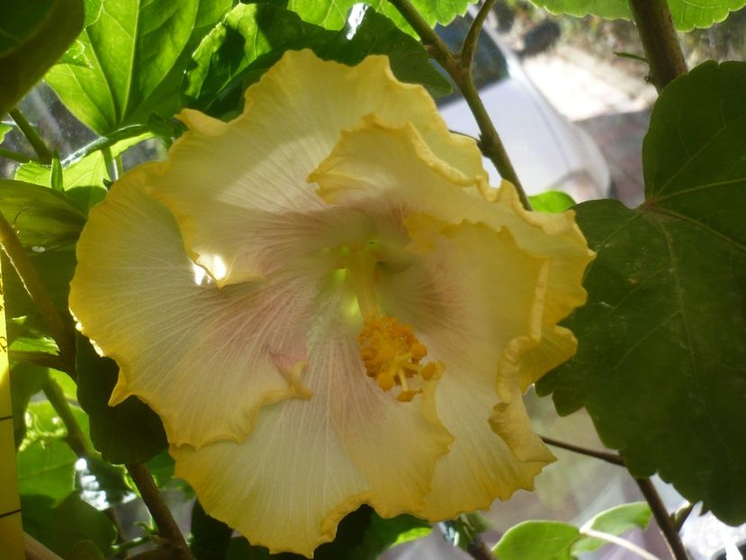 P1400460 - HIBISCUSI 2018-4