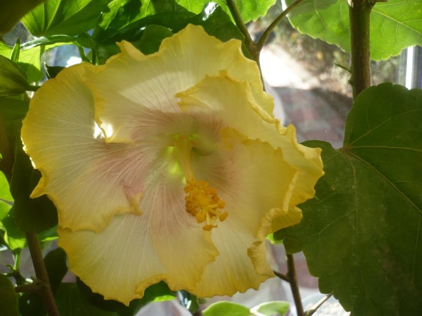 P1400462 - HIBISCUSI 2018-4