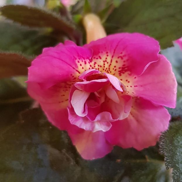 xA Star Trecker - Achimenes