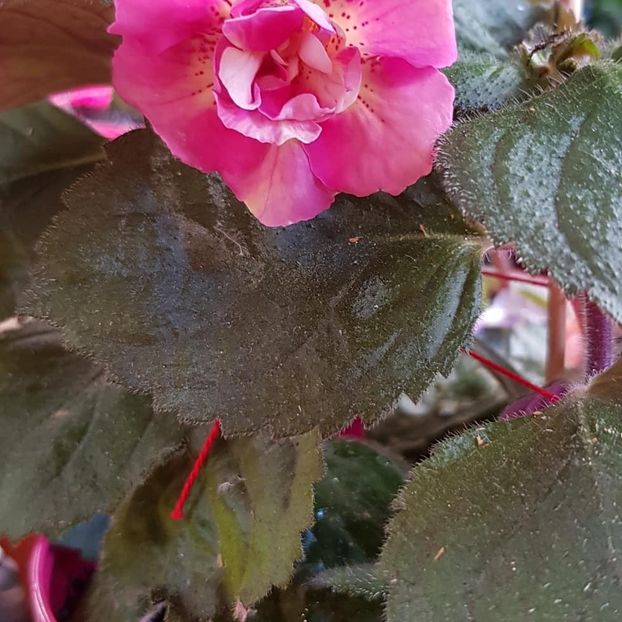 xA Star Trecker - Achimenes