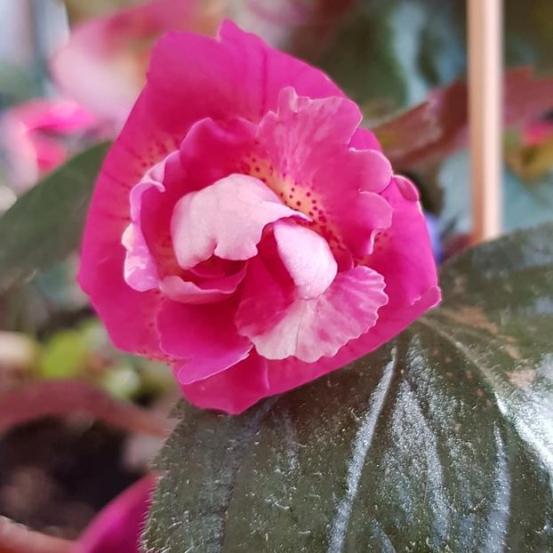 xA Star Trecker - Achimenes
