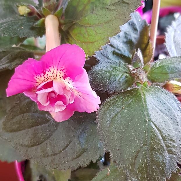 xA Star Trecker - Achimenes