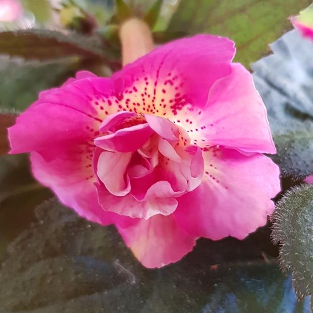 xA Star Trecker - Achimenes