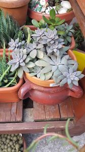  - Suculente si cactusi 2018 - 2019