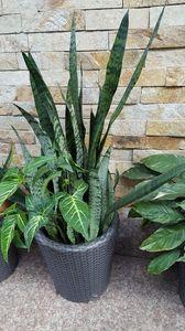  - Suculente si cactusi 2018 - 2019