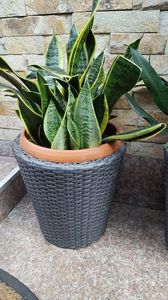  - Suculente si cactusi 2018 - 2019