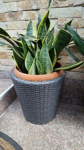  - Suculente si cactusi 2018 - 2019