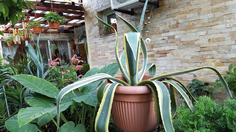  - Suculente si cactusi 2018 - 2019