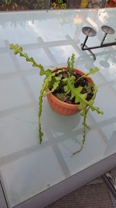  - Suculente si cactusi 2018 - 2019