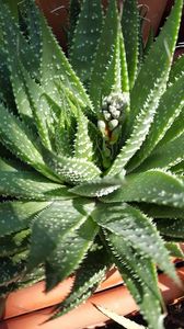  - Suculente si cactusi 2018 - 2019