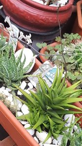  - Suculente si cactusi 2018 - 2019