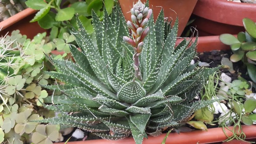  - Suculente si cactusi 2018 - 2019