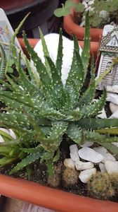  - Suculente si cactusi 2018 - 2019