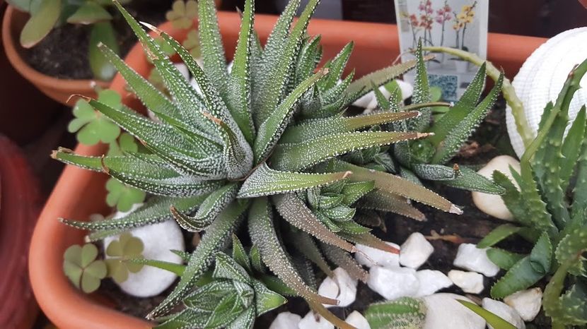  - Suculente si cactusi 2018 - 2019