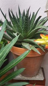  - Suculente si cactusi 2018 - 2019