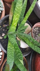  - Suculente si cactusi 2018 - 2019