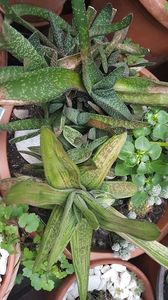  - Suculente si cactusi 2018 - 2019