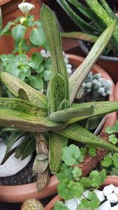  - Suculente si cactusi 2018 - 2019