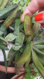  - Suculente si cactusi 2018 - 2019