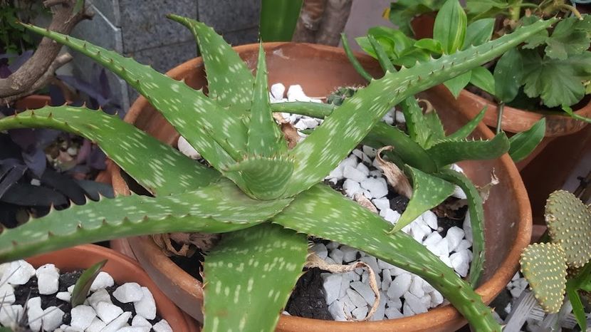  - Suculente si cactusi 2018 - 2019