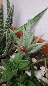  - Suculente si cactusi 2018 - 2019