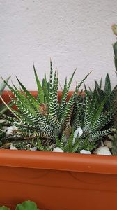  - Suculente si cactusi 2018 - 2019