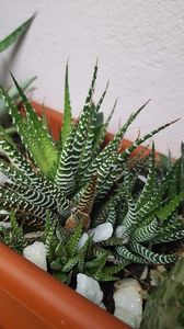  - Suculente si cactusi 2018 - 2019
