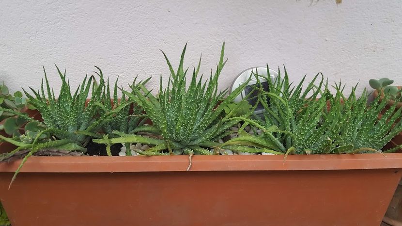  - Suculente si cactusi 2018 - 2019
