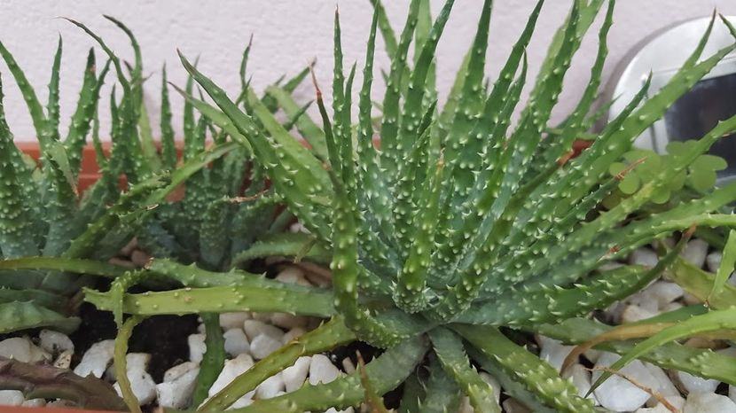  - Suculente si cactusi 2018 - 2019