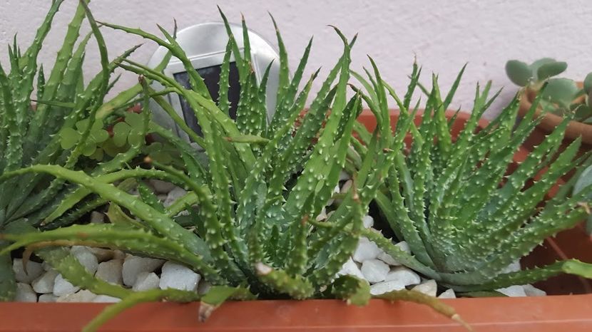  - Suculente si cactusi 2018 - 2019
