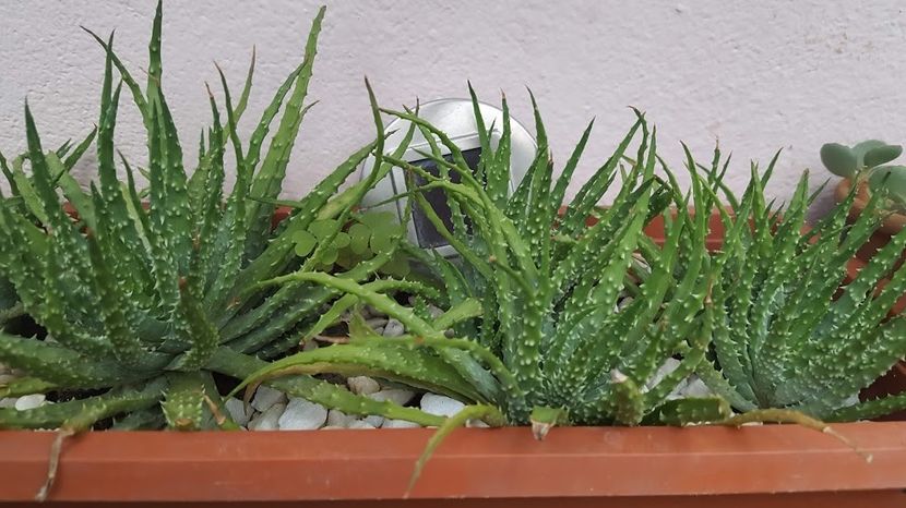  - Suculente si cactusi 2018 - 2019