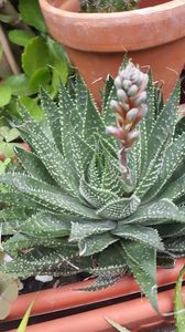  - Suculente si cactusi 2018 - 2019