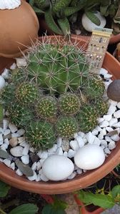  - Suculente si cactusi 2018 - 2019