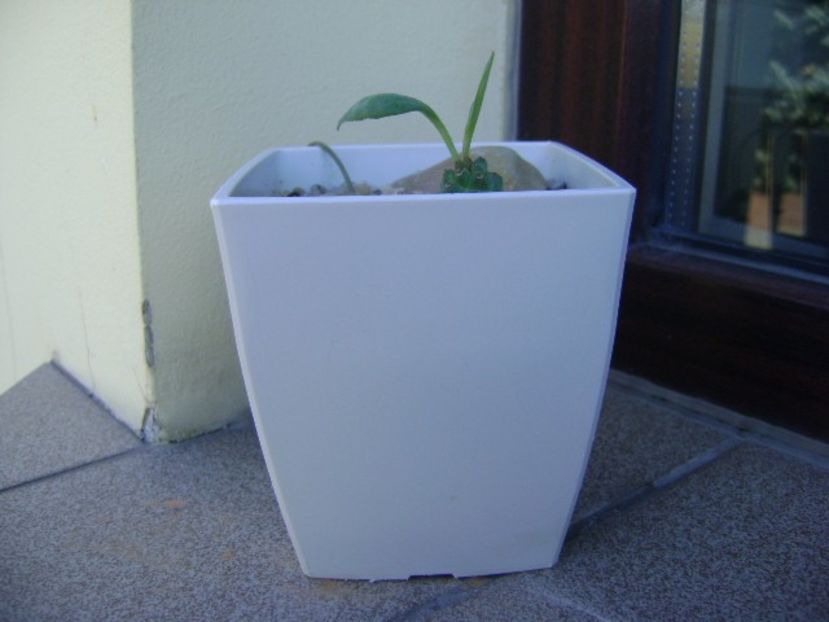 Monadenium ritchiei - Suculente 2018