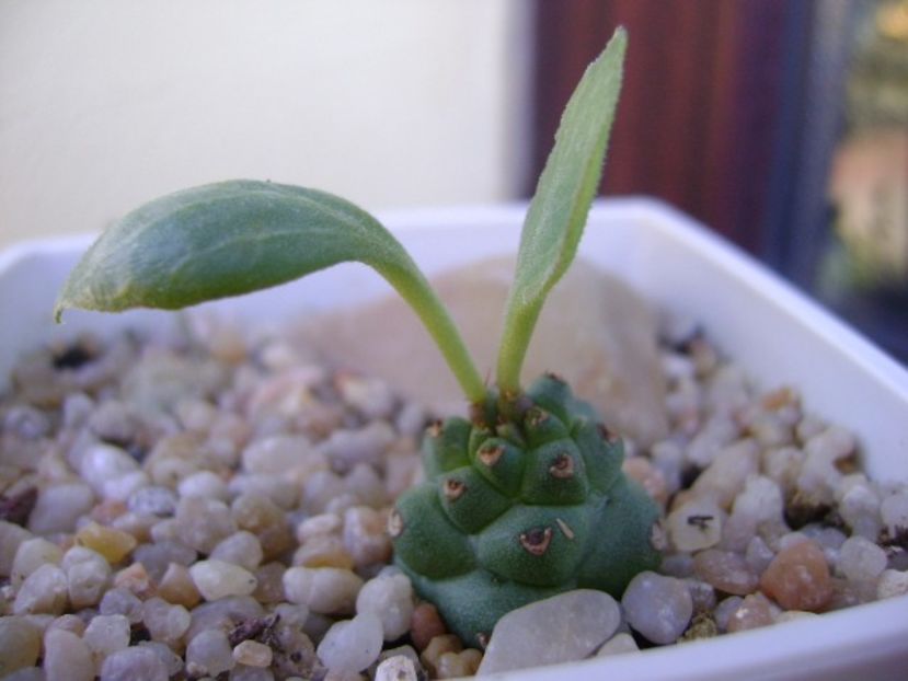 Monadenium ritchiei - Suculente 2018