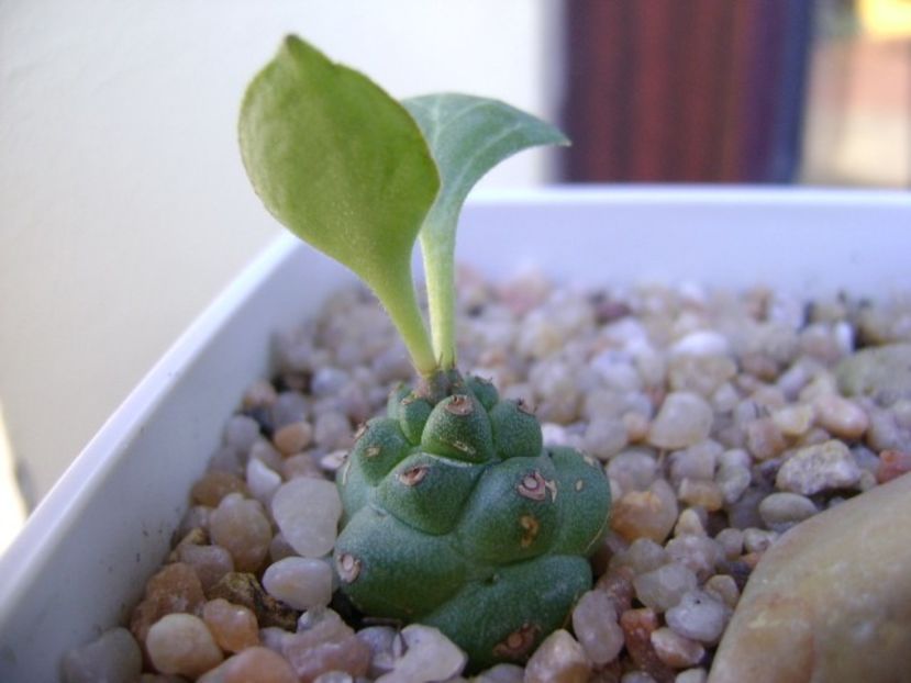 Monadenium ritchiei - Suculente 2018