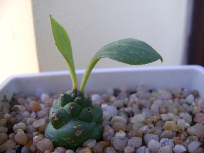 Monadenium ritchiei - Suculente 2018