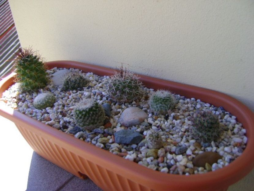 Grup de 8 Mammillarii - Cactusi 2018 continuare