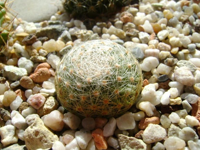Mammillaria lenta - Cactusi 2018 continuare