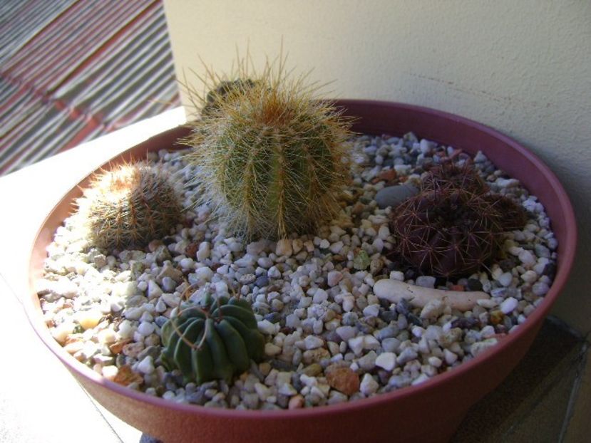 Grup de 5 cactusi - Cactusi 2018 continuare